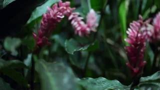 Zoology - &quot;Escape&quot; Single TEASER