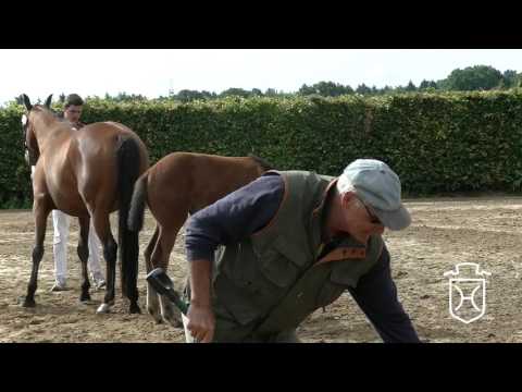 PI170 Stutfohlen von Colore - Clarimo - Acadius