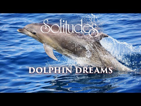 Dan Gibson’s Solitudes - Adventurous Spirit | Dolphin Dreams