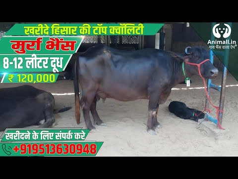 Black murrah buffalo