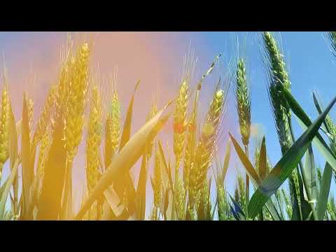 AGRO PREPORUKA - Spelta uspeva i na siromašnijim zemljištima