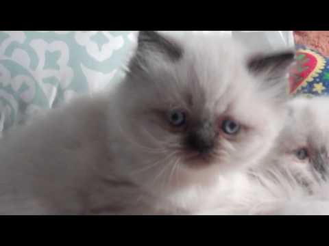 Paz4PlayCattery.com Freindly Fellow