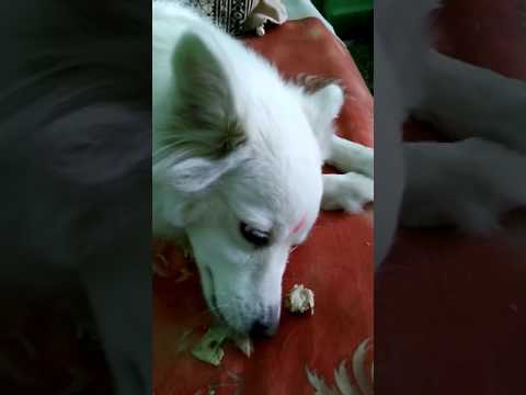 Funny dog 101010
