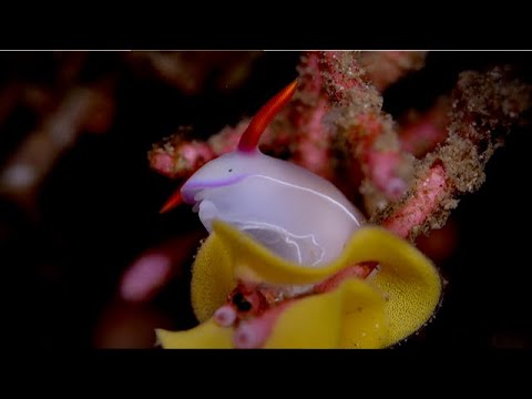 Coral Triangle Critters – 7 - scuba diving video