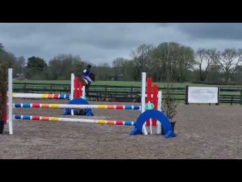 Allrounder gelding - Image 2