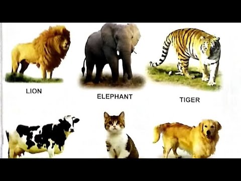 #animalsworld #wildanimals #petsanimlas #domesticanimals | Mitisha Anav jain  #kindergarten | #video