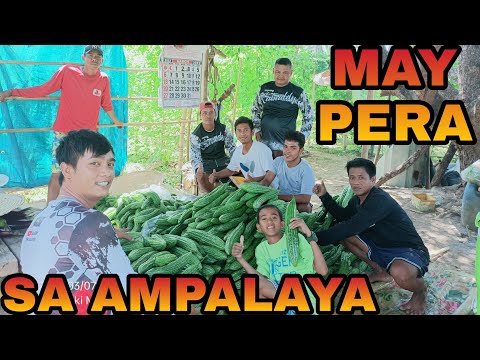 EP160-Part1: NAMUNGA NG PERA ANG AMPALAYA | 3RD HARVEST