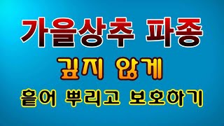 [텃밭농부. 1,207]  가을상추 아주 얕게 흩어 뿌림하고 강한 빗물에 보호하기. #상추재배