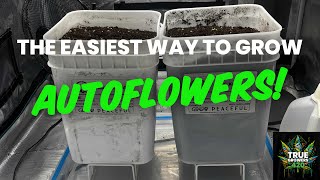 The Easiest Way To Grow Auto flowers - Grow Peaceful Grow Series - Episode 1