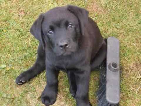 Max & Alfie:The Movie So Far