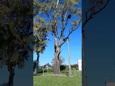 Escuela 115. "Pinocho". Palo,Seco. María Grande 2da. Dto. Parana. E. Rios. Parte 20