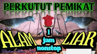 Download lagu suara pancingan perkutut di alam liar | mp3 full satu jam mp3 Download lagu suara pancingan perkutut di alam liar | mp3 full satu jam mp3
