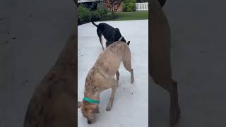 Video preview image #1 Mutt Puppy For Sale in Stratham, NH, USA