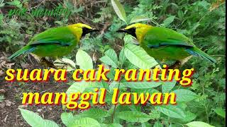 Download lagu suara pikat cucak ranting mp3