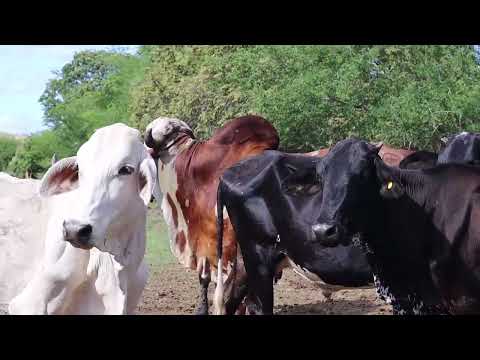 Corto Documental El rio en Medio del Desierto - Hacienda las caballerizas Baraya - Huila