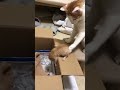 Impatient Cat Mom Has Had Enough