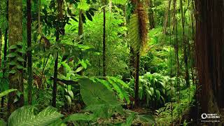 Australian Rainforest Forest Sounds (30 seconds)
