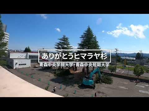 看護学科 ありがとう、ヒマラヤ杉（2022年7月6日）