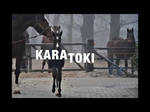 Karajan Hengst  -  Fohlen