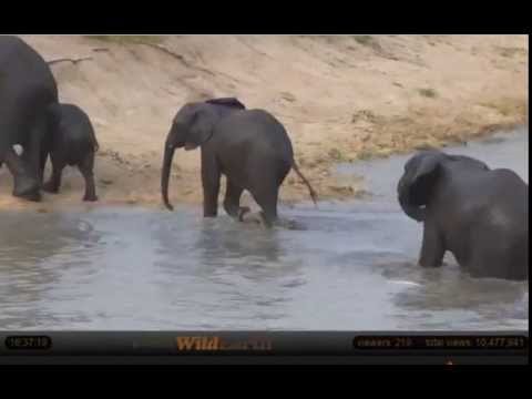 Jan 27 Djuma Cam: Elephants at the waterhole, baby and all!!