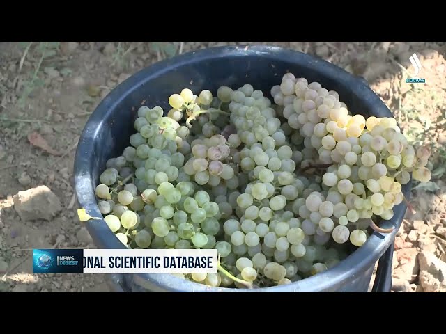 Uzbek grapes featured in international scientific database