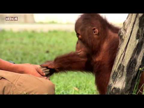 Red Orangutangen   Genskab regnskoven