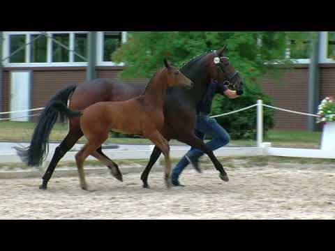 Hf v Apache x Fuerst Romancier 2018