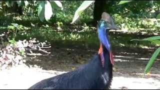 preview picture of video 'Daintree Valley Haven - Juvenile Southern Cassowary'