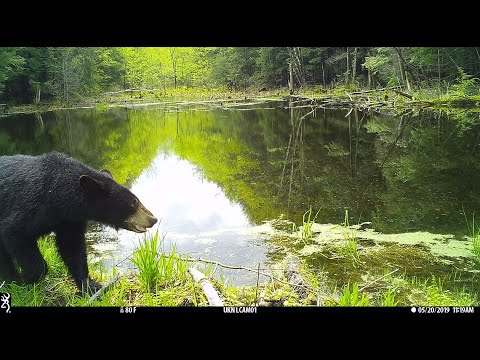 Wildlife Highlights from "A Year In The Life of a Beaver Pond"