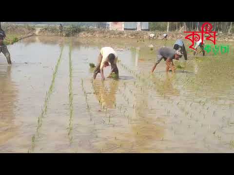 বোরো ধান রোপন !! লাইন লোগো পদ্ধতি অনুসরণ!! বগুড়া সদর উপজেলা !!