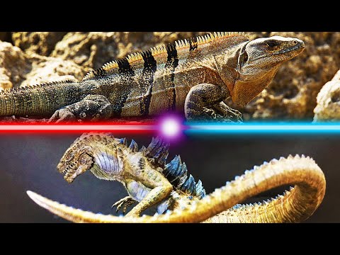 Zilla In Real Life With Sound Effects And Music | Spiny Tailed Iguana | Ctenosaura