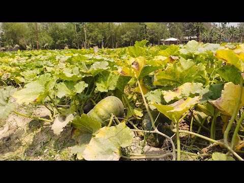 ‘বিষমুক্ত’ সবজি উৎপাদনে মডেল বগুড়ার দেউলী ‘বিষমুক্ত’ সবজি উৎপাদনে মডেল বগুড়ার দেউলী