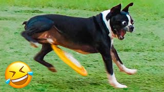 Funniest Cats And Dogs Videos 😅 - Best Funny Animal Videos 2022 😇 #3