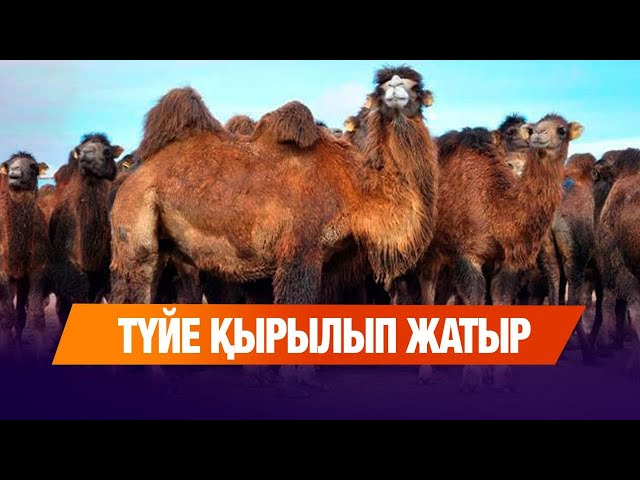 Түйе індетіне қарсы шаралар қабылданды