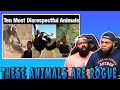 CLUTCH GONE ROGUE REACTS TOP 10 ANIMALS WITH BLACK AIR FORCE ENERGY