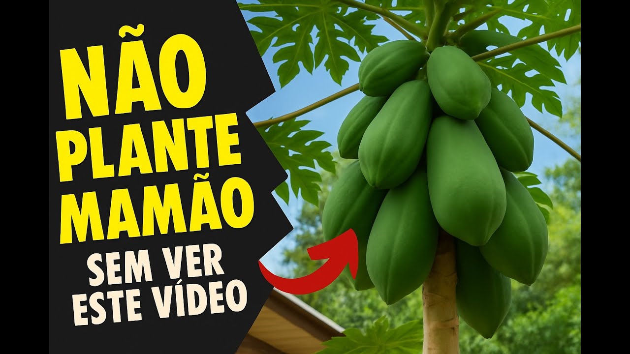 ✅Como plantar mamão SEGREDO REVELADO - Guia Completo ( Técnica Infalível )