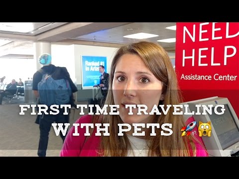 Cats on a Plane! - First Time Traveling with Cat