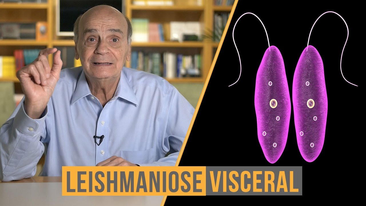 Leishmaniose visceral | Coluna #55