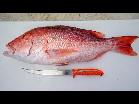 BEST Way to Fillet American Red Snapper (Dextreme)