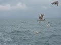 The Beauty Of Flight Slow Motion Herring Gull Larus Argentatus Brixham Devon