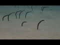 Garden Eels