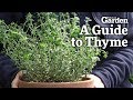 A Guide to Thyme
