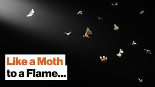 Richard Dawkins: Why Religion and Evolution Don't Mix Well