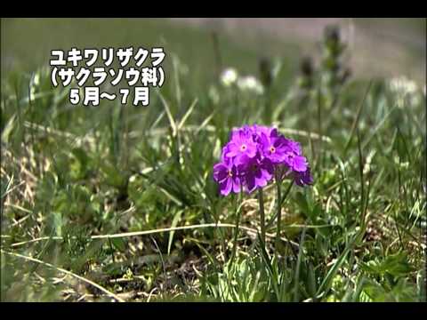 スイスの牧草地 植物