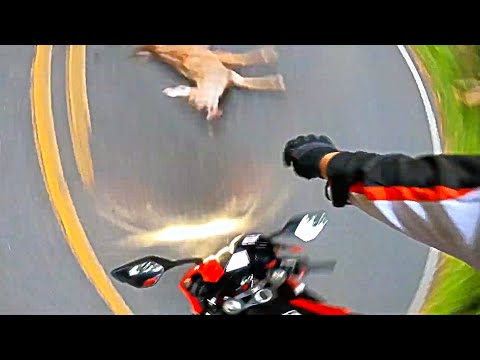 Deer vs BIKER - When Bikers Are In TROUBLE 2020 (Ep. #72)