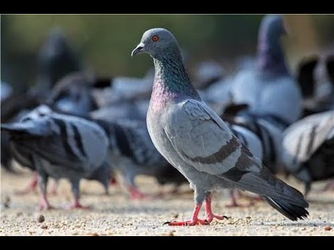 , title : 'Chim bồ câu hoang ở các công viên | the pigeons in the park | Thế giới động vật - Animal'