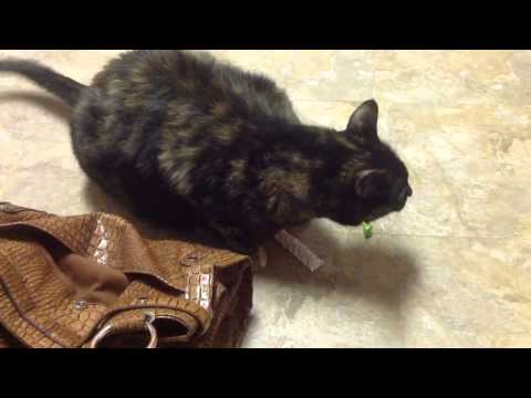 Cat wants to eat double mint Gum