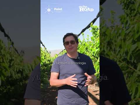 Ovalle se posiciona con cereza temprana