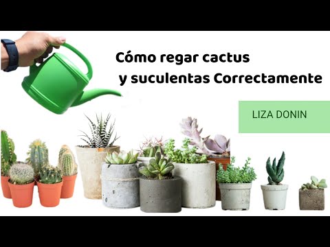 , title : 'Riego correcto de cactus y suculentas (técnicas y consejos)'