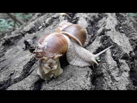 Melc melc codobelc scoate coarne bouresti :))